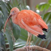 Scarlet Ibis